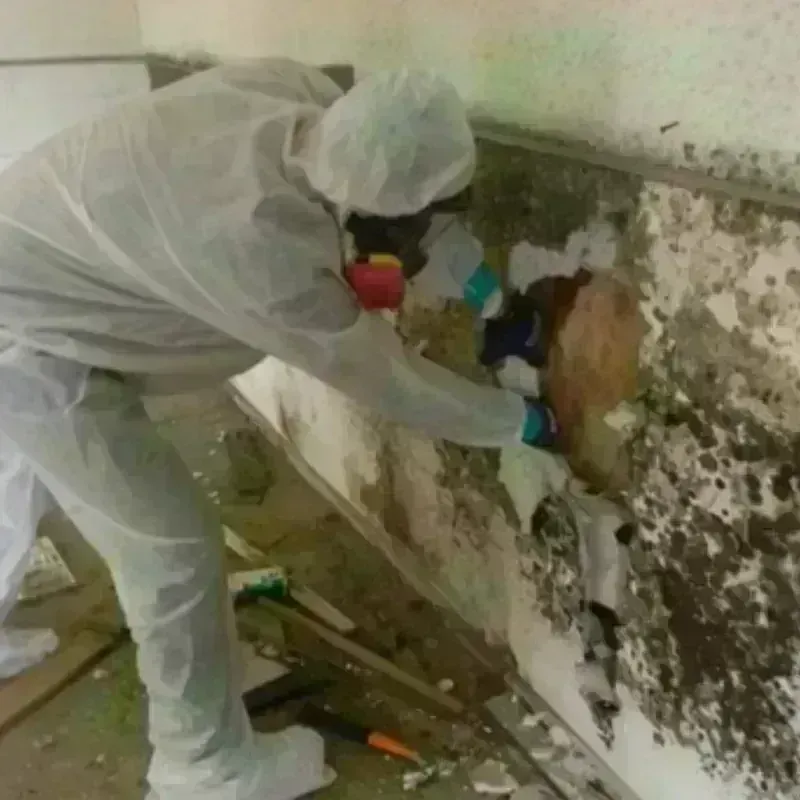 Mold Remediation and Removal in Iowa City, IA